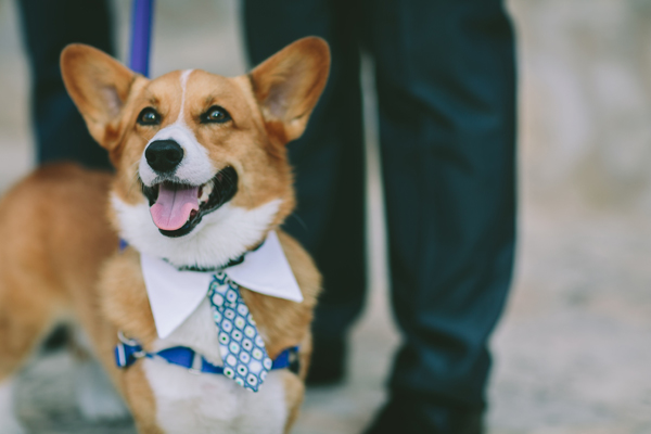 dog-wedding-costumes