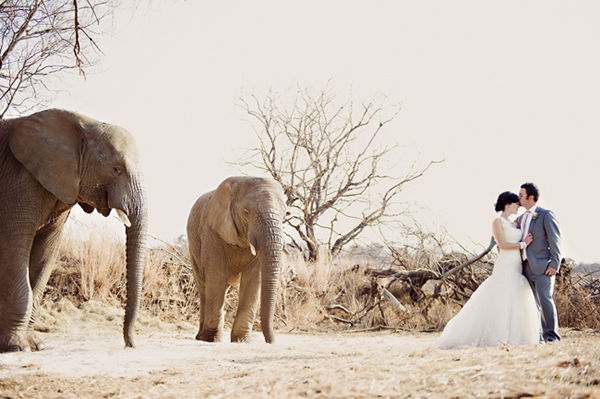 Safari-Wedding-Africa