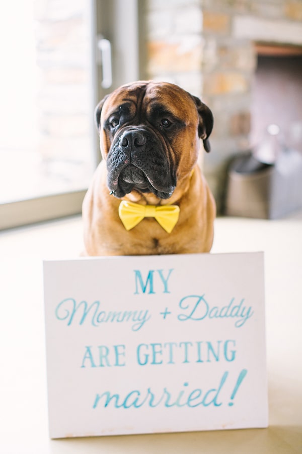 pets-weddings-how-include-them-1.